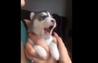 Un cucciolo di Husky prova ad ululare per la prima volta... Il risultato ve ne farà innamorare