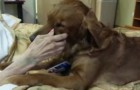 Un perro consuela a una mujer en sus ultimas horas...Lo que hace es increiblemente conmovedor