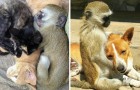 Una scimmia orfana arriva nel rifugio: il suo comportamento può insegnarci qualcosa