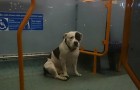 Een hond breng de hele nacht door in een bus in afwachting van de terugkeer van zijn baasje die hem daar achterliet