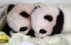 the first 100 days of 2 little pandas