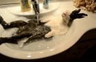 Bunny enjoying a bath !