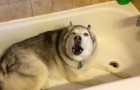 Hon säger åt hunden att lämna badkaret.. men hundens reaktion är jättekonstig!