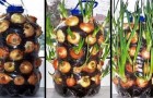 Grow onions in an apartment!? What? Yes! Check it out!