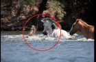 Een veulen dreigt te verdrinken in de rivier: de leider van de kudde slaagt erin haar te redden door haar aan haar manen mee te slepen