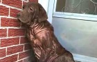 Deze Hond Stond Elke Dag Ongezien In Een Verlaten Portiek Totdat Iemand Haar Zag