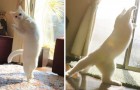 Fotografa il suo gatto impegnato in un'attività davvero speciale: il risultato è favoloso