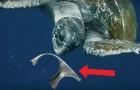 Een zeeschildpad eet afval dat in zee terecht is gekomen, maar dit verhaal eindigt anders dan je zou denken...