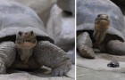 Vidéos de Tortues
