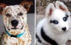 Ecco alcuni cani che madre natura ha voluto trasformare in opere d'arte