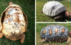 La tortuga ha perdido su caparazon durante un incendio, pero gracias a la tecnologia se crea lo imposible