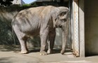 Era l'elefantessa più sola e triste del mondo: tutti dovrebbero conoscere la sua storia