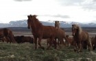 Un homme observe des chevaux sauvages, mais quand il tourne la caméra à droite... WOW !!!