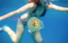 Un uomo cattura un'immagine più unica che rara: un pesce incastrato in una medusa