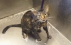 Uma mulher está dando banho no seu gato, mas ele 'diz' alguma coisa que a deixa surpresa!