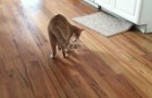 This looks like a normal cat playing --- but then you notice an amazing detail ...