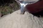 What can you do with molten aluminum and a colony of ants?