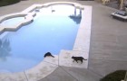 A cat sees another on the edge of the pool --- the temptation is irresistible. . .