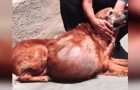 Deze verlaten hond had een tumor van 20 kg... maar moet je hem zien na zijn operatie!