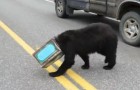 A bear lost and confused with its head stuck in a can! --- See its rescue!
