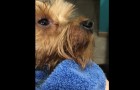 Every time she gives her dog a bath --- You will love what happens!