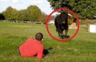 Een voormalig stierenvechten stier loopt naar hem toe: de minuten die volgen zijn van een verbazingwekkende schoonheid