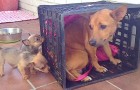 Una mama y sus cachorros salvados en momentos diferentes: su encuentro es conmovedor