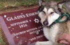 Het kost maar 10 seconden door deze video te bekijken om erachter te komen dat de hond de allerbeste vriend van de mens is