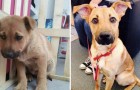 15 animaux avant et après l'adoption : voici les effets de l'amour !