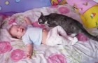 Le bébé pleure dans le lit : regardez comment le chat arrive à s’en occuper...