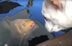What unites a bulldog and a carp fish? --- An unusual and tender friendship! 