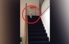 Ce chiot veut descendre les escaliers, mais sa manière de le faire est trop drôle!