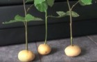 Insert rose stem cuttings into potatoes? --- The reason? -- Surprising!