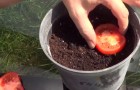Taglia il pomodoro a fette e lo interra: ecco come fare a meno dei pomodori del supermercato