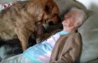 Deze hond toont een oude dame onvoorwaardelijke liefde: deze twee samen zien is een waar spektakel