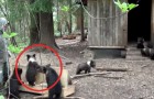 Die Freiwilligen eines Tierheims füttern Bären-Waise: So läuft es jeden Tag!