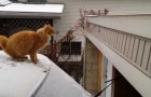 Gato, no es una buena idea saltar sobre la nieve...