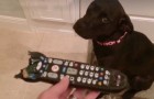 She finds a chewed -up remote control --- the reaction is hilarious!