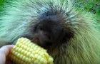 A woman gives a porcupine corn on the cob --- hear his response! 