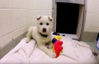 Destined to become dog meat --- now he plays happily with toys!
