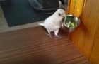 How about broccoli as a snack? --- his reaction will make you laugh out loud!