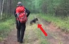 En flicka tappar bort sig i skogen, hennes hund skyddar henne i 12 dagar och hjälper sedan polisen att hitta henne