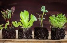 Here's how to grow your own lettuce in record time . . . starting today!