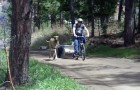A Great Dane puppy runs while its owner cycles --- and when it gets tired?