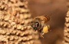 Pourquoi le nombre d'abeilles dans le monde réduit progressivement - et radicalement?