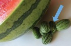 Het Mooiste Stuk Fruit Dat Niemand Kent Lijkt Op Een Kleine Komkommer, Maar Dat Is Het Niet
