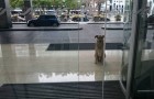 Dieser Straßenhund wartet jeden Tag auf eine Frau vor deren Hotel: Sein Plan geht auf!