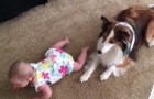 Das Baby schafft es nicht, auf allen vieren zu krabbeln, aber der Hund bringt ihm das bei! 