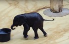 Un petit éléphant voit une bassin d'eau: ses jeux sont hilarants!