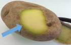 Mangiare patate verdi o con i germogli fa davvero male alla salute?